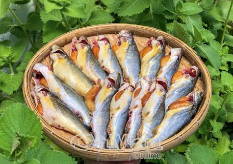 Mùa cá chốt
