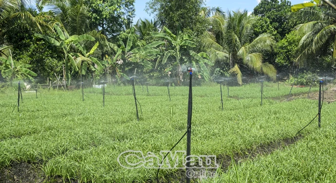 Niềm tin về nông nghiệp sạch