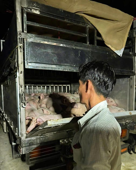 Mẫu heo vận chuyển không có giấy kiểm dịch, dương tính với dịch tả heo châu Phi