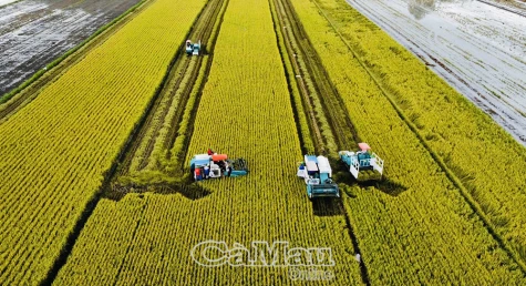 “Chắp cánh” hạt gạo đất Chín Rồng