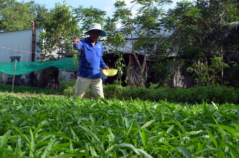 Một số lưu ý khi trồng rau màu trong mùa mưa
