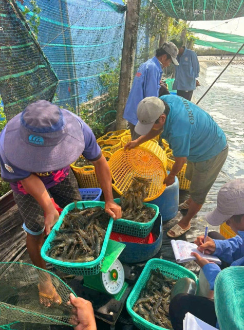 Giá tôm tăng, người nuôi tôm phấn khởi