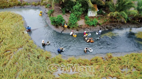 Thuỷ sản tiếp tục là ngành kinh tế mũi nhọn