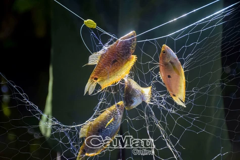 Giăng lưới cá sặt mùa mưa