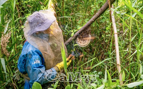 Mùa dọn kèo ong giữa rừng U Minh