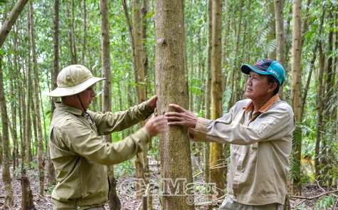 Khởi đầu tiềm năng bán tín chỉ carbon 