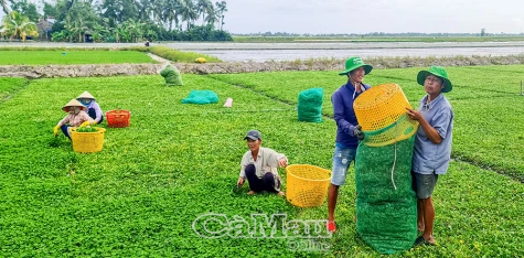 Rau má được mùa