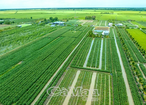 Mùa bắp ngọt trên đất Phước Long