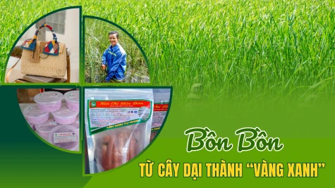 Bồn bồn – Từ cây dại thành “vàng xanh”