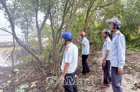 Phát triển rừng ngập mặn giảm rủi ro thiên tai