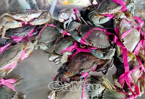 Đưa cua Cà Mau vươn tầm – Định vị thương hiệu quốc gia