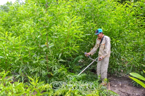Cảnh báo nguy cơ tai nạn lao động trong sản xuất nông nghiệp