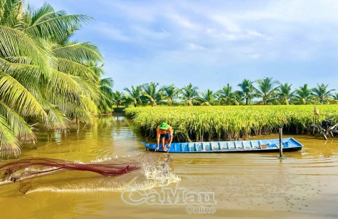 "Lúa thơm - tôm sạch" - Hướng phát triển bền vững kinh tế nông nghiệp