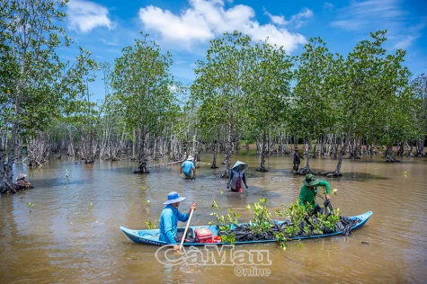 Nỗ lực hồi sinh rừng phòng hộ ven biển, thích ứng biến đổi khí hậu