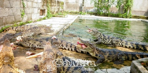 Cà Mau siết quản lý cá sấu nuôi sau sự cố xổng chuồng
