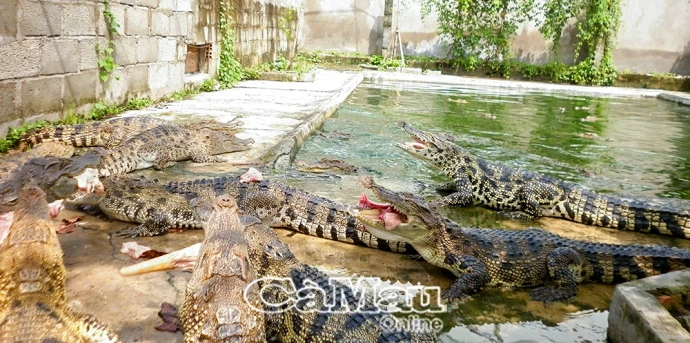 Cà Mau siết quản lý cá sấu nuôi sau sự cố xổng chuồng