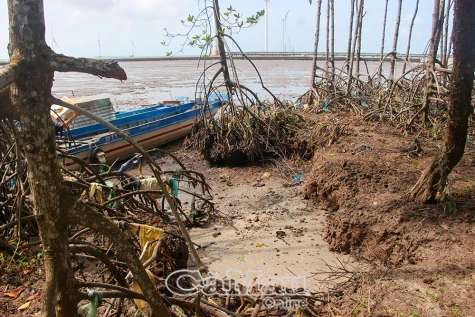 Cà Mau đưa ra 2 kịch bản ứng phó sạt lở, sụt lún đất