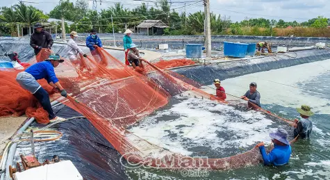 Khi "thủ phủ tôm" căng buồm ra biển lớn - Bài 1: Nhân đôi thế mạnh