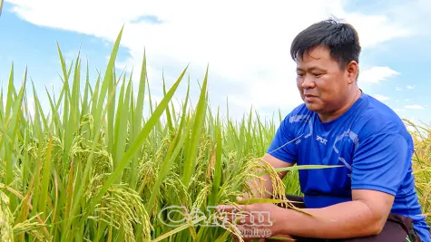 Nông dân kỳ vọng giá lúa giữ đà tăng