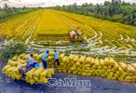 ST25 trĩu bông, nông dân vùng ngọt hoá trúng lớn