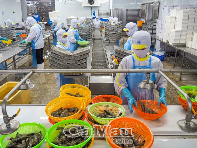Khi “thủ phủ tôm” căng buồm ra biển lớn - Bài 2: Nuôi tôm sạch, chinh phục thị trường khó tính