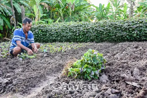 Quản lý thực phẩm sạch ngay từ khâu sản xuất