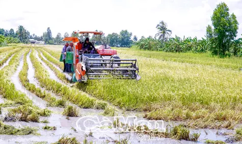 Khẩn trương thu hoạch lúa hè thu mùa mưa bão