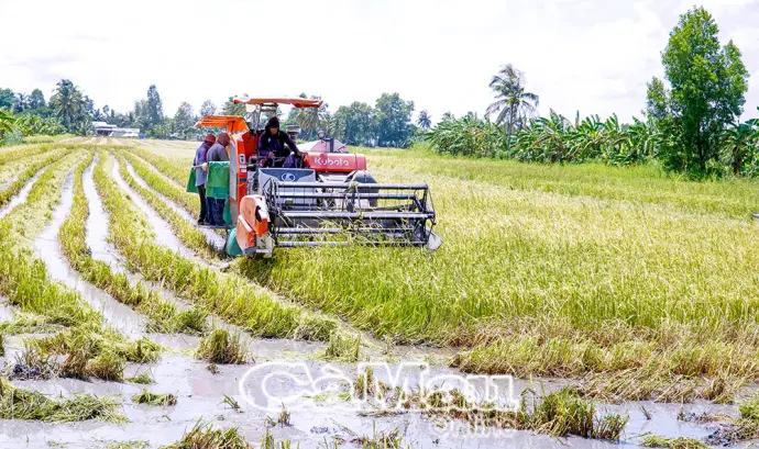 Khẩn trương thu hoạch lúa hè thu mùa mưa bão