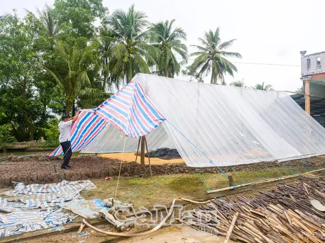 Giá lúa lao dốc, nông dân đứng ngồi không yên