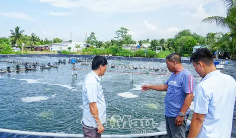 "Vàng mười" từ đồng lúa, đầm tôm