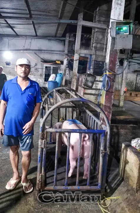 Xã Vĩnh Lợi: Phát hiện 2 người bơm nước vào heo trước khi giết mổ