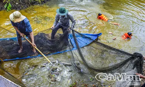 Nguồn lợi cá đồng dần khôi phục