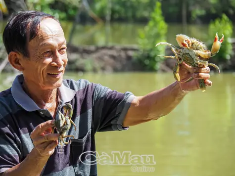 Sáng tạo nuôi cua, nâng giá trị thương phẩm