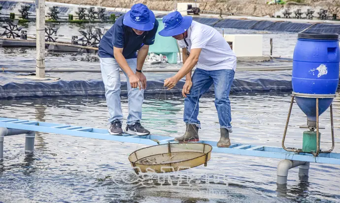 Giải pháp xanh cho ngành tôm