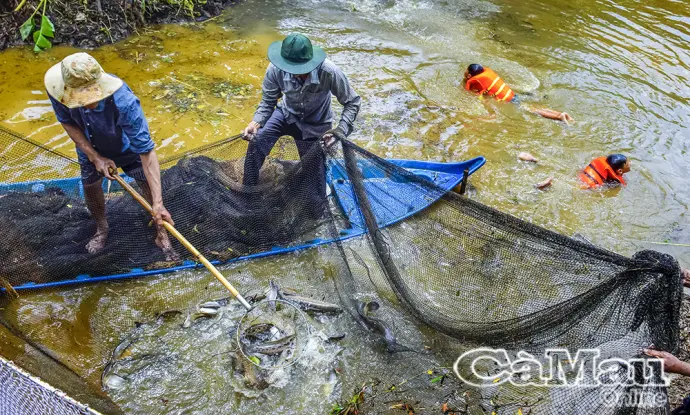 Nguồn lợi cá đồng dần khôi phục