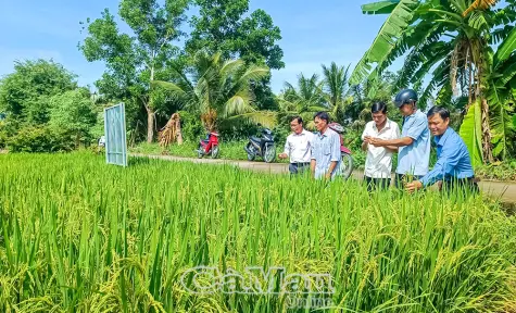 Nông dân phấn khởi với mô hình lúa phát thải thấp