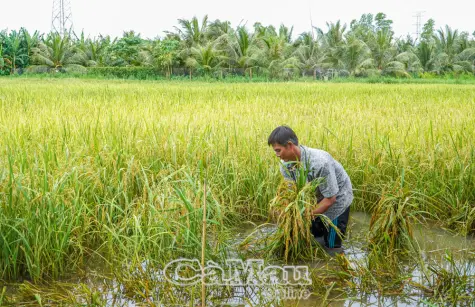 Nông dân gặp nhiều khó khăn vụ lúa hè thu