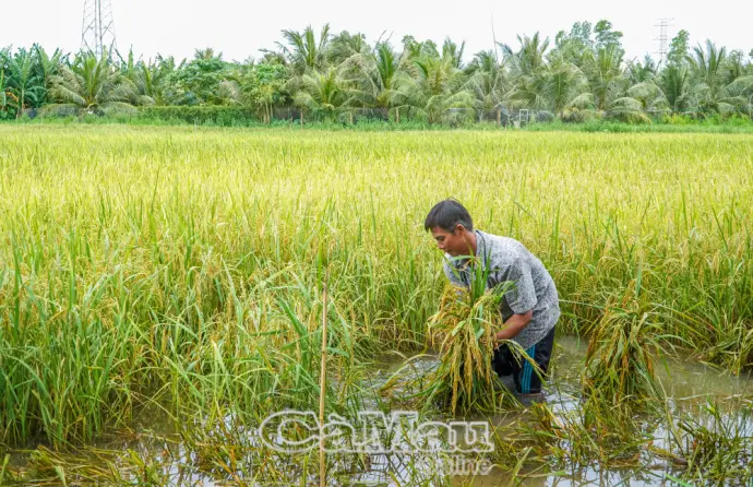 Nông dân gặp nhiều khó khăn vụ lúa hè thu