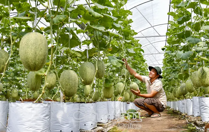 Thúc đẩy tăng trưởng từ nông nghiệp công nghệ cao