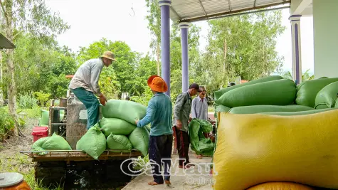 Giá lúa Cà Mau lao dốc sau khi Philippines ngừng nhập khẩu