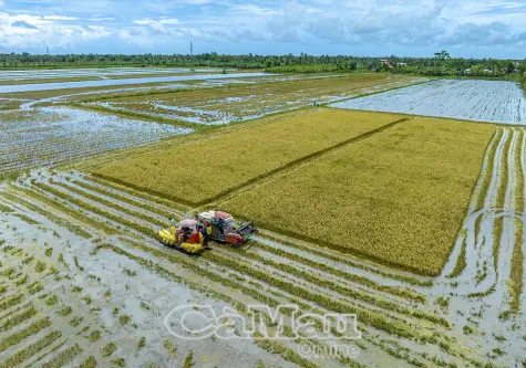 Lúa hè thu cuối mùa: Nông dân lỗ nặng