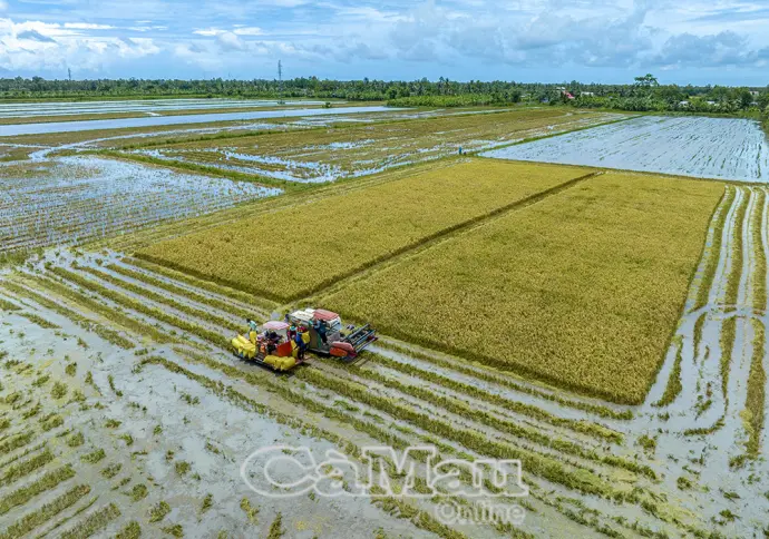 Lúa hè thu cuối mùa: Nông dân lỗ nặng