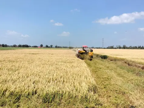 Hướng dẫn doanh nghiệp tìm kiếm mở rộng thị trường mới để ổn định giá lúa, hỗ trợ nông dân