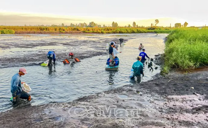 Nông dân khởi động vụ lúa trên đất nuôi tôm