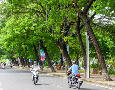 Đánh giá hiện trạng cây xanh, cây bóng mát: Cần giải pháp đồng bộ và khoa học