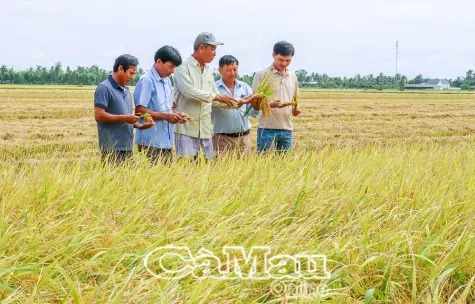 Mô hình lúa OS20 mở hướng mới cho nông dân