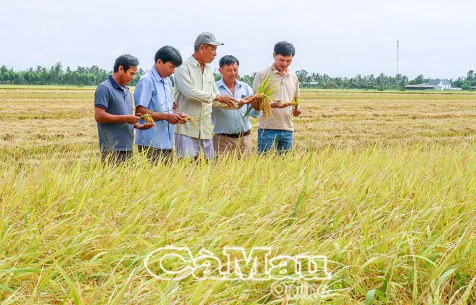 Mô hình lúa OS20 mở hướng mới cho nông dân