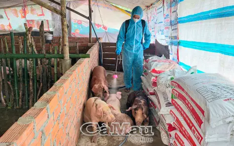 Dịch tả heo Châu Phi tiếp tục diễn biến phức tạp