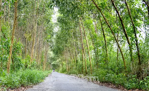 Cây xoá nghèo ở U Minh Hạ