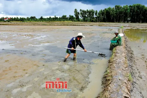 កសិករម្ចាស់ការរដូវស្រូវសម្រក